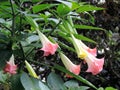 Bunch of blooming Brugmansia versicolor, also known as angelÃ¢â¬â¢s trumpets